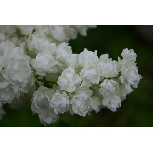 Syringa vulgaris ''Pamyat o Kolesnikove" (Tribute to Kolesnikov) Syringa vulgaris ''Pamyat o Kolesnikove" (Tribute to Kolesnikov)