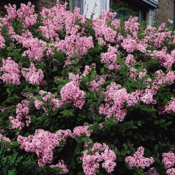 ''Pink Perfume'' Syringa bloomerang ''Pink Perfume'' Syringa bloomerang