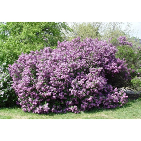 ''Saugeana'' Syringa chinensis ''Saugeana'' Syringa chinensis