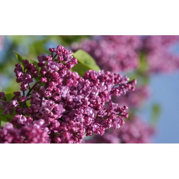 "Gaiziņkalns" Syringa vulgaris