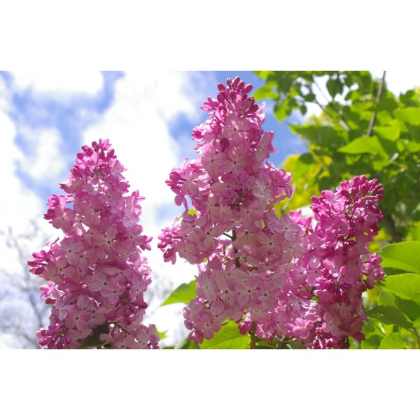 "Gortensiya" Syringa vulgaris