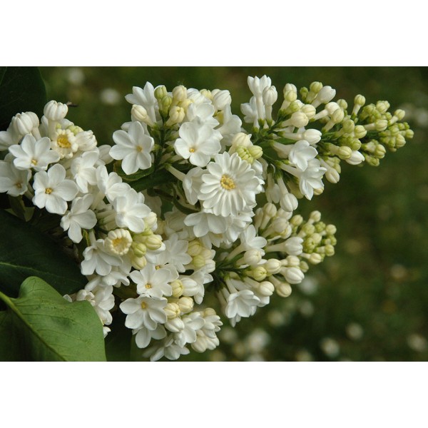 "'Rochester'' Syringa vulgaris