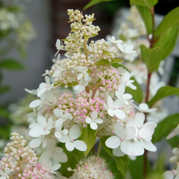 Hydrangea paniculata "Confetti" Hydrangea paniculata "Confetti"