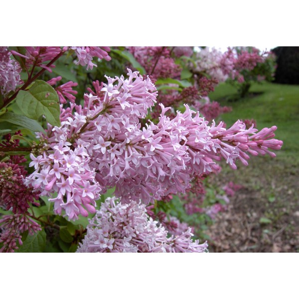 "Elinor" Syringa prestoniae "Elinor" Syringa prestoniae