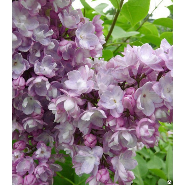 "General Pershing" Syringa vulgaris "General Pershing" Syringa vulgaris