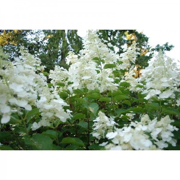Hydrangea paniculata "White Lady" Hydrangea paniculata "White Lady"