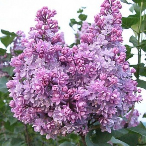 Syringa vulgaris "Kolchoznica" Syringa vulgaris "Kolchoznica"