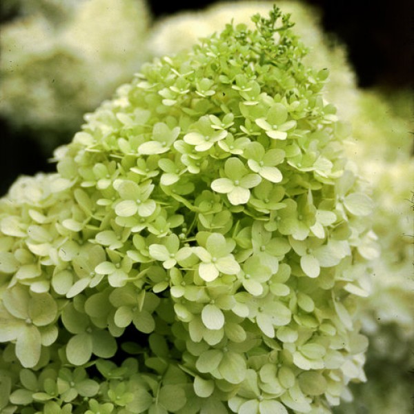 Hydrangea paniculata "Limelight" Hydrangea paniculata "Limelight"