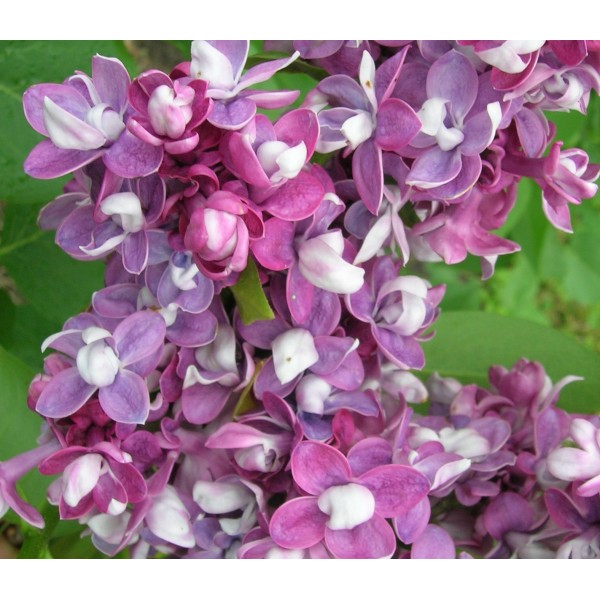 "Etoile De Mai "syringa vulgaris