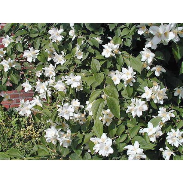 Philadelphus "Lemoinei" Philadelphus "Lemoinei"