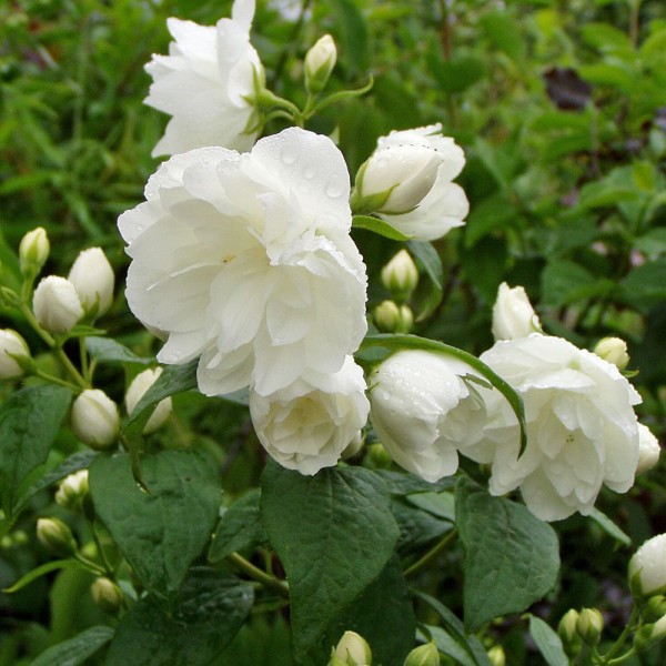 Philadelphus "Schneesturm" Philadelphus "Schneesturm"