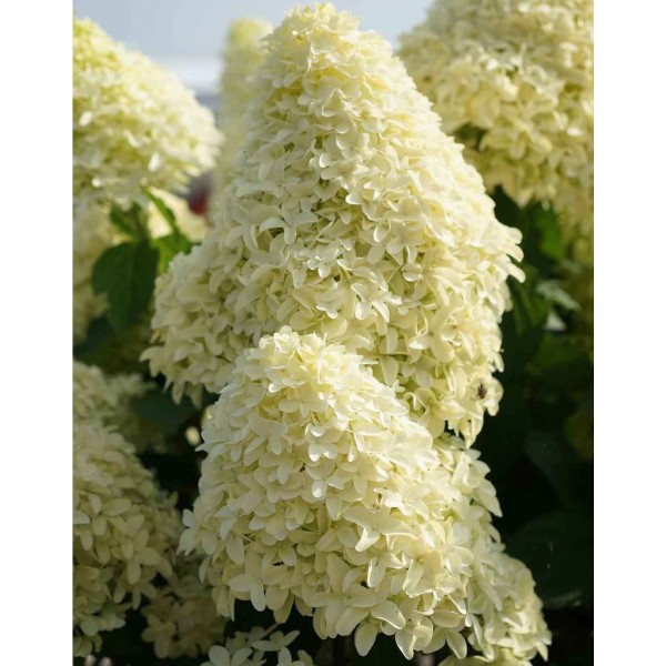 Hydrangea paniculata "Skyfall" Hydrangea paniculata "Skyfall"