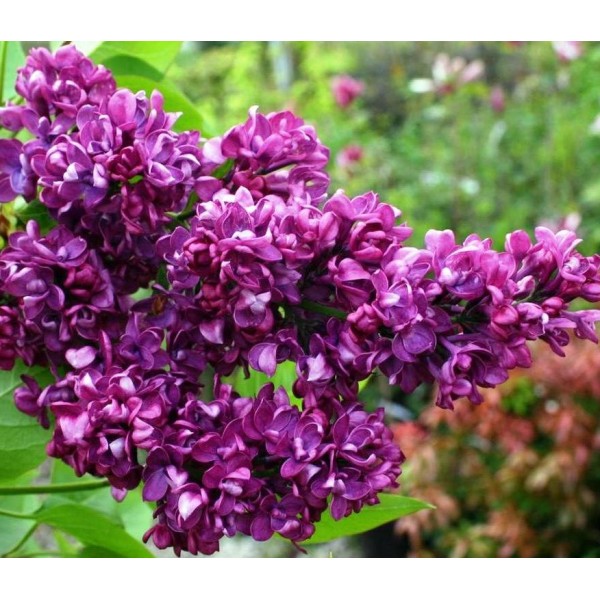"Arthur William Paul" Syringa vulgaris 