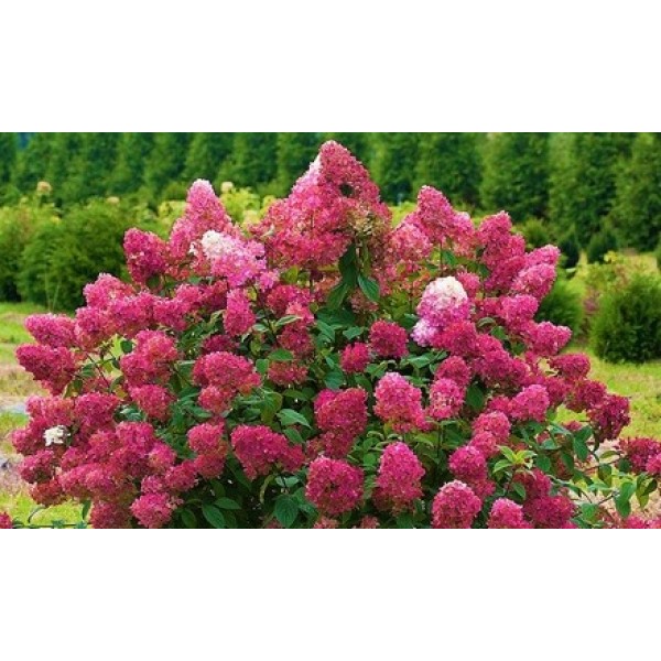 Hydrangea paniculata 'Wim's Red'